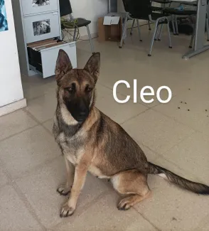Cleo