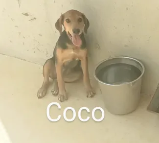 Coco