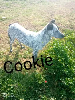 Cookie