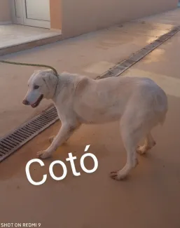 Cotó