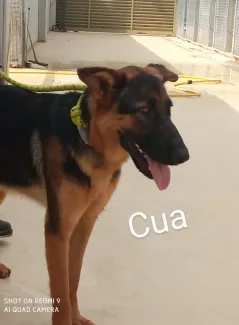 Cua