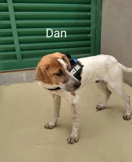 Dan