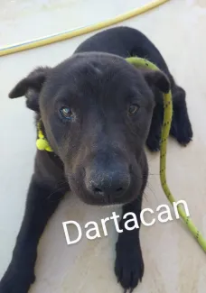 Dartacan
