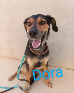 Dora