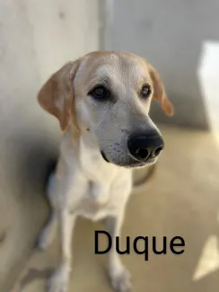 Duque