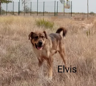 Elvis