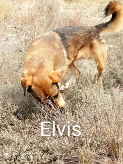Elvis