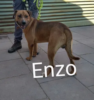 Enzo