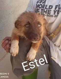 Estel