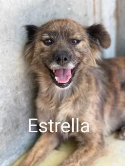 Estrella