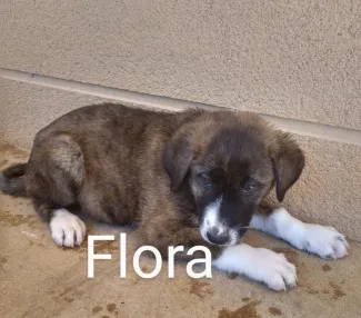 Flora