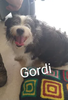 Gordi
