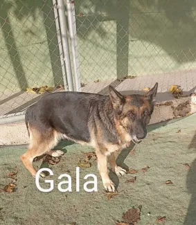 Gala