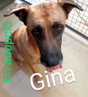 Gina