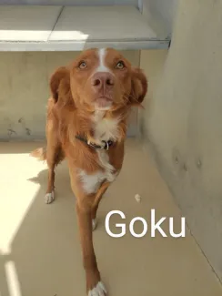 Goku