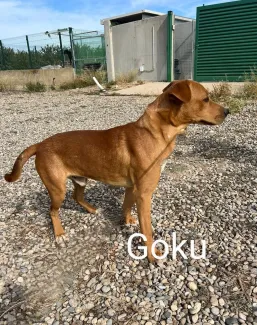 Goku