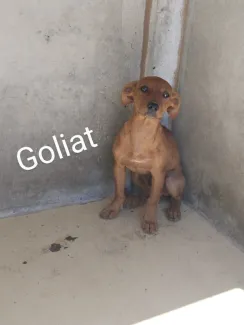 Goliat