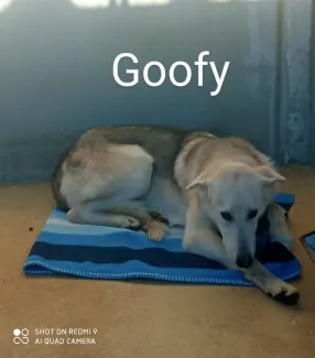 Goofy