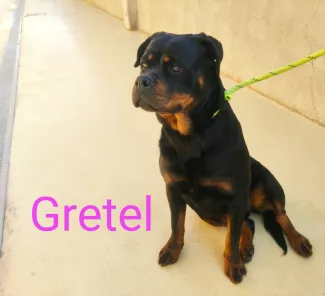 Gretel