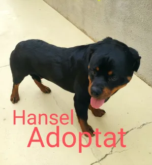 Hansel