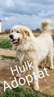 Hulk