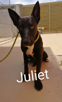 Juliet