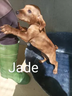 Jade