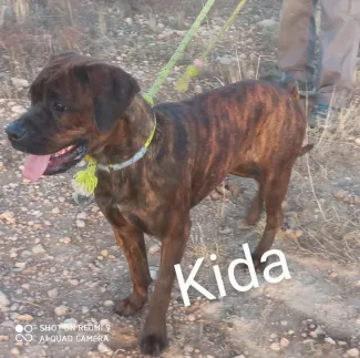 Kida