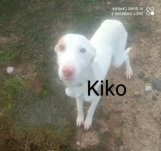 Kiko