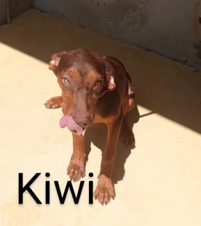 Kiwi