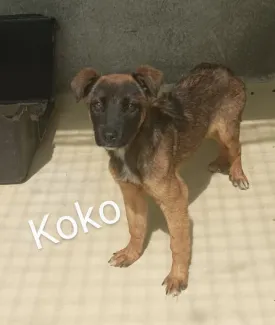 Koka
