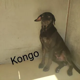Kongo