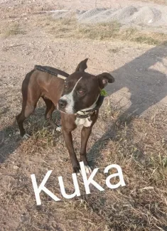 Kuka