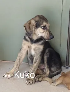 Kuko