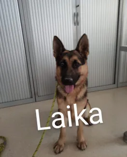 Laika