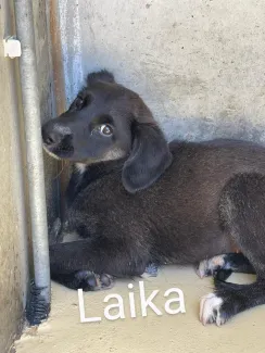 Laika