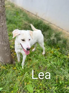 Lea