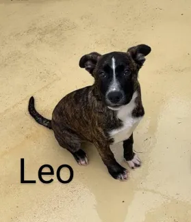 Leo