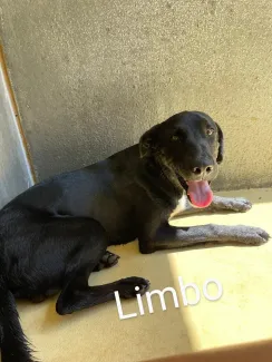 Limbo