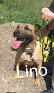 Lino