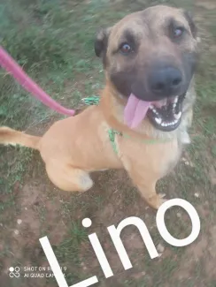 Lino