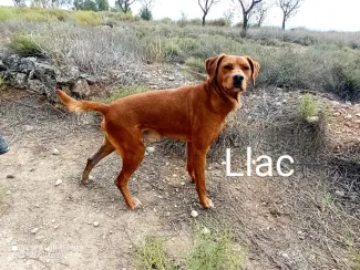 Llac