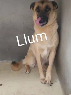 Llum