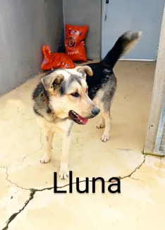 Lluna
