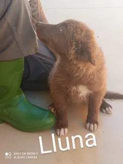 Lluna