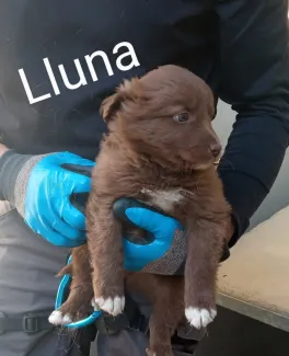 Lluna
