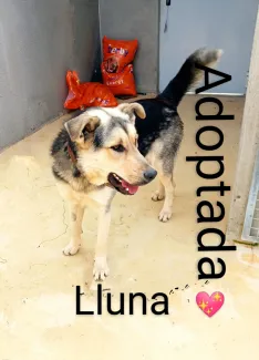 Lluna