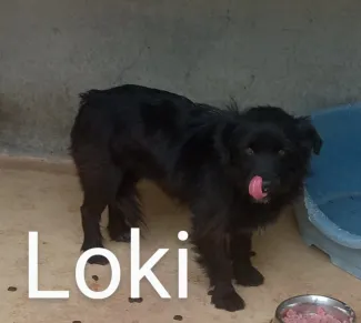 Loki