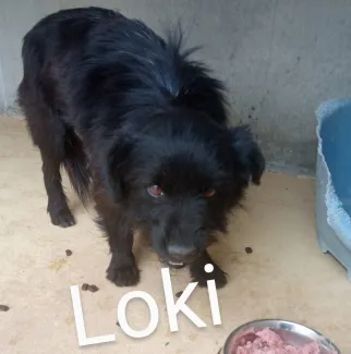 Loki