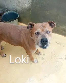 Loki